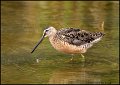 _0SB4748  long-billed dowitcher
